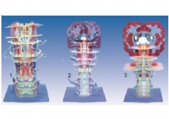 SYL/50011 透明腦干內(nèi)部結(jié)構(gòu)及傳導(dǎo)模型